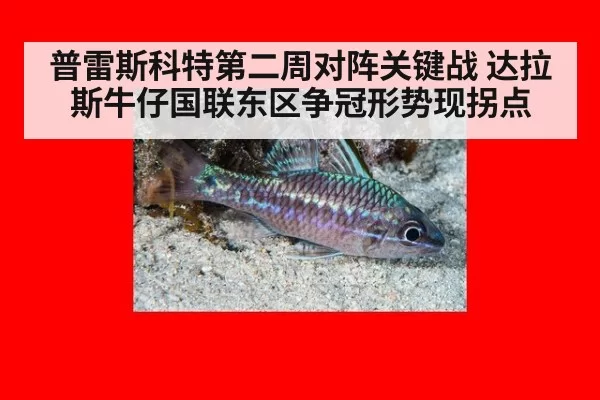 普雷斯科特第二周对阵关键战 达拉斯牛仔国联东区争冠形势现拐点